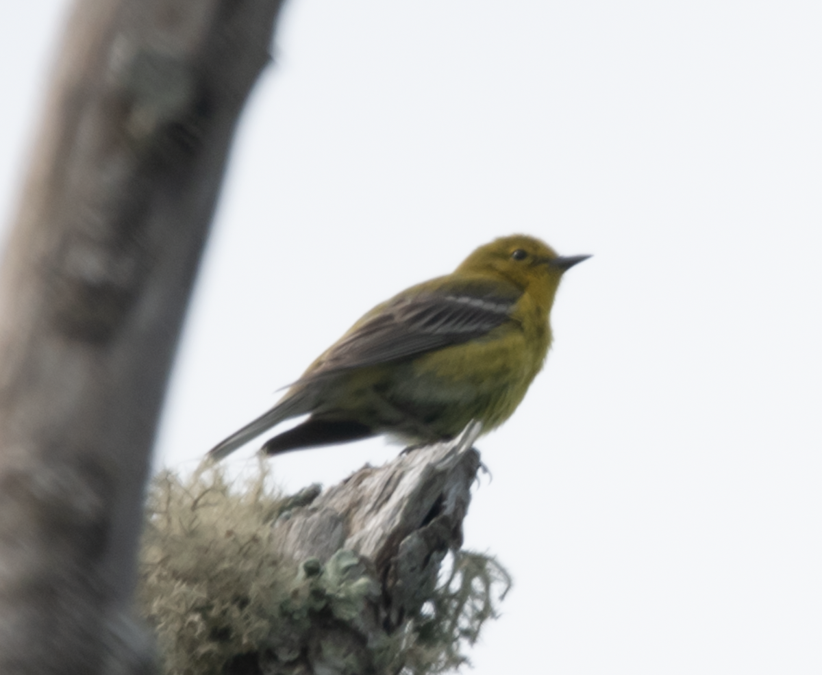 Pine Warbler - ML619996666