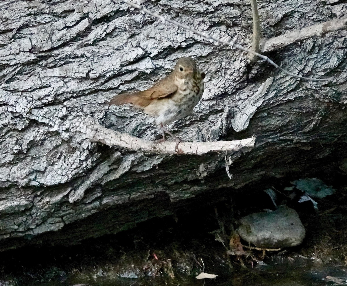 Swainson's Thrush (Russet-backed) - ML619996668