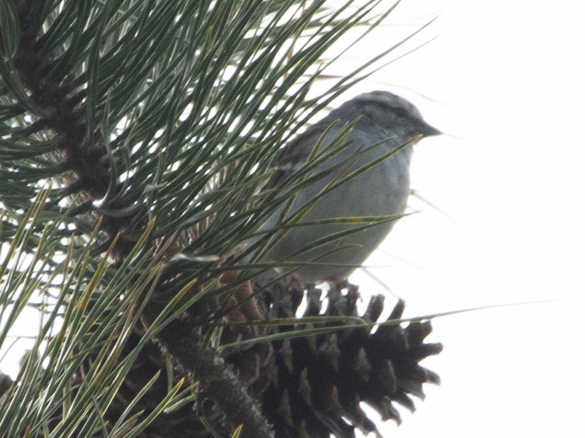 Chipping Sparrow - ML619996670