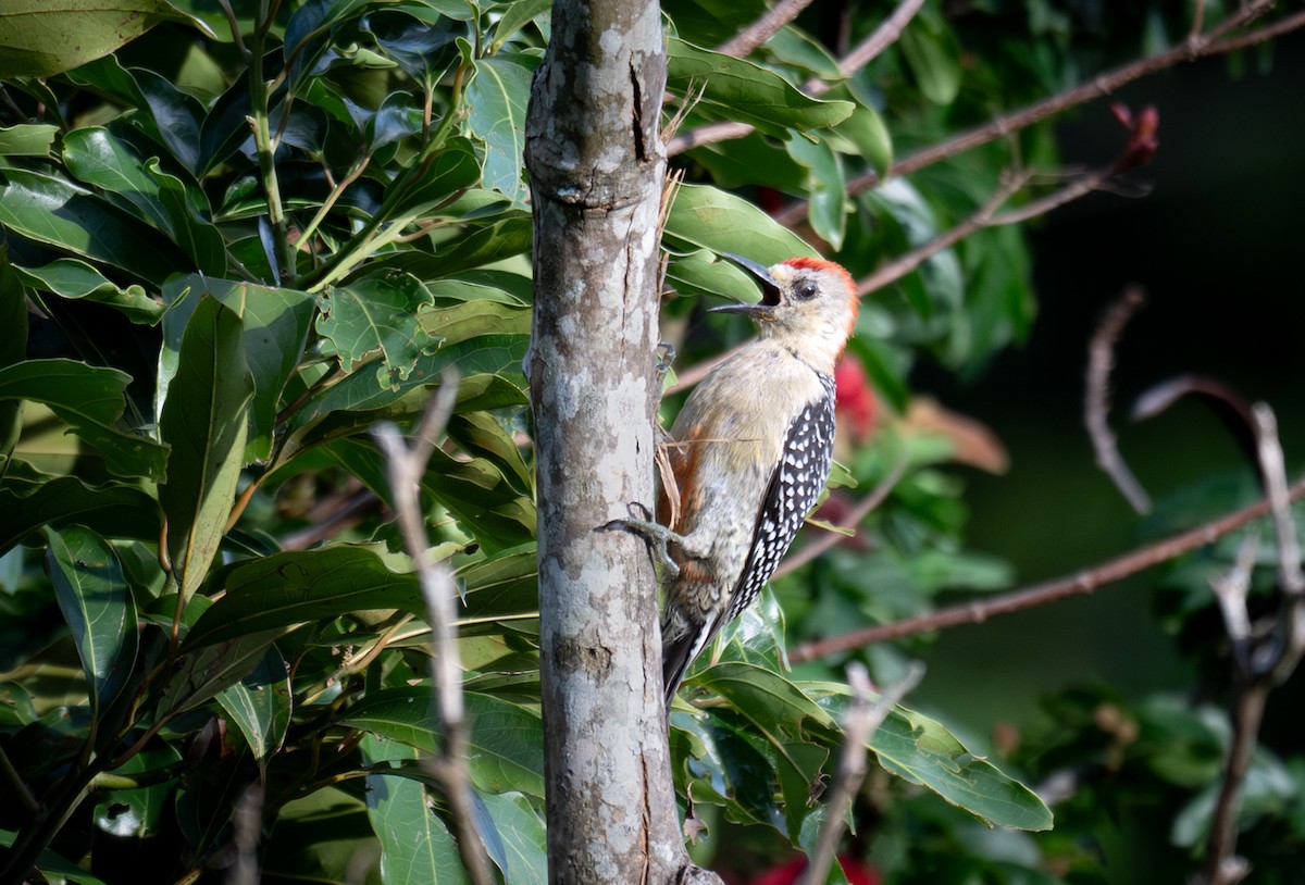 Red-crowned Woodpecker - ML619996671