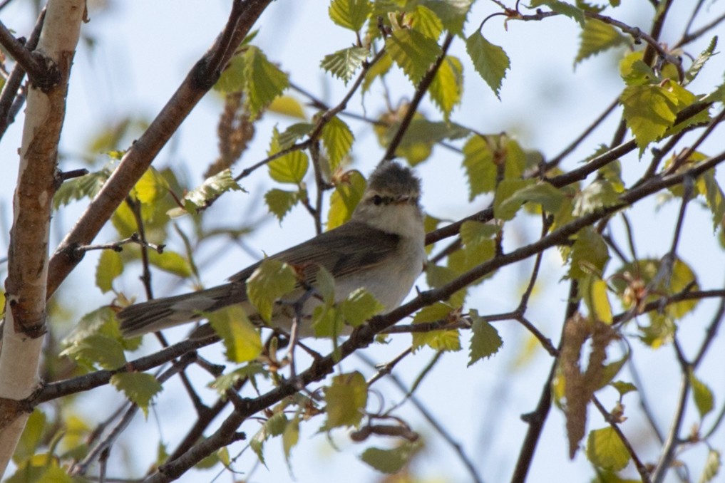 Willow Warbler - ML619996673