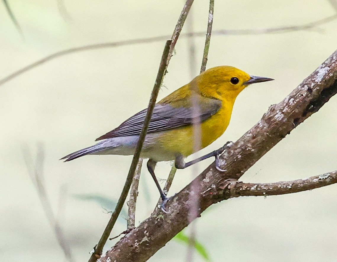 Prothonotary Warbler - ML619996693