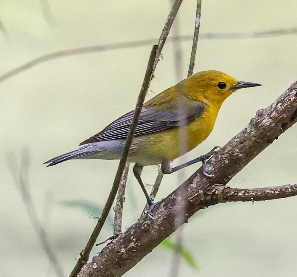 Prothonotary Warbler - ML619996694