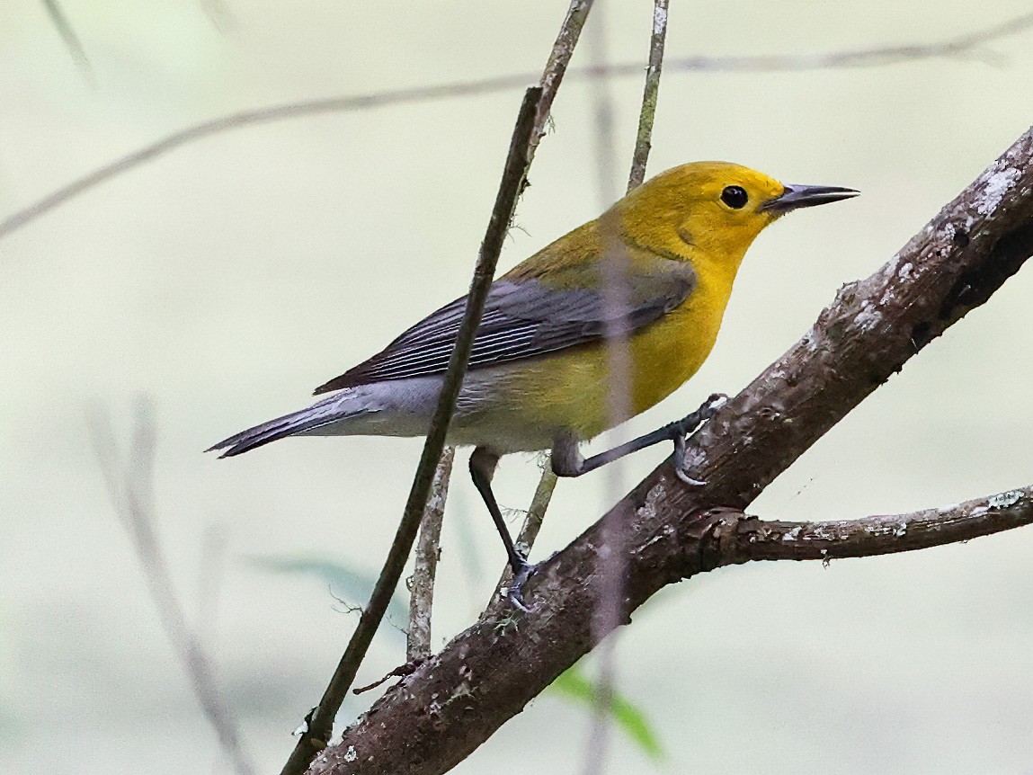 Prothonotary Warbler - ML619996695