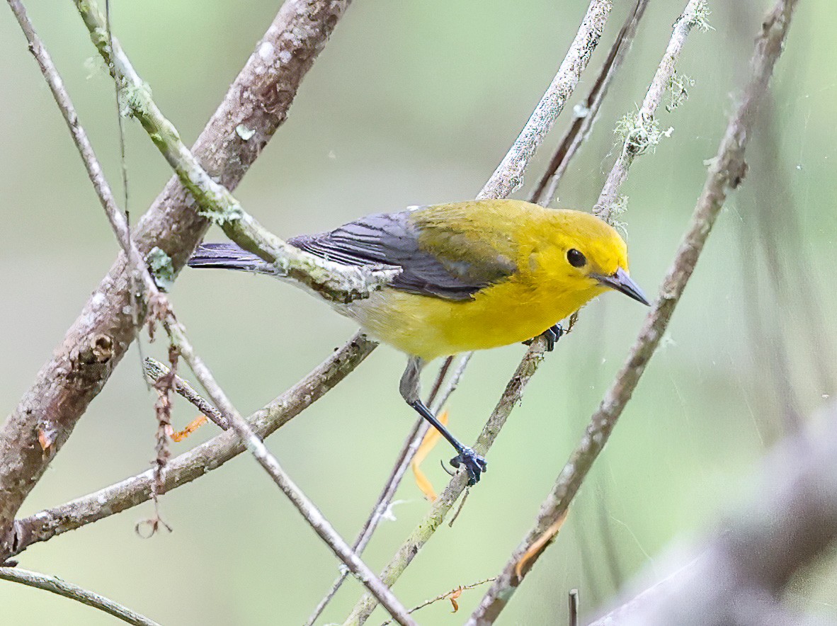 Prothonotary Warbler - ML619996696