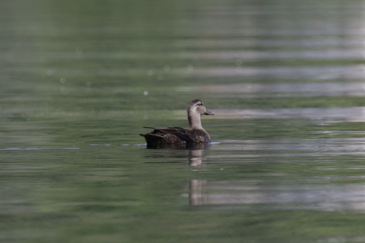 American Black Duck - ML619996712