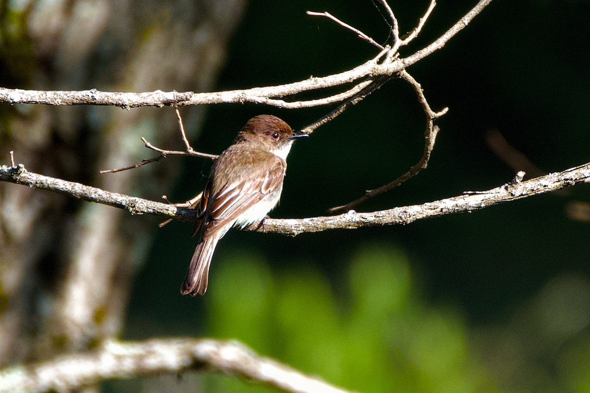 Eastern Phoebe - ML619996717