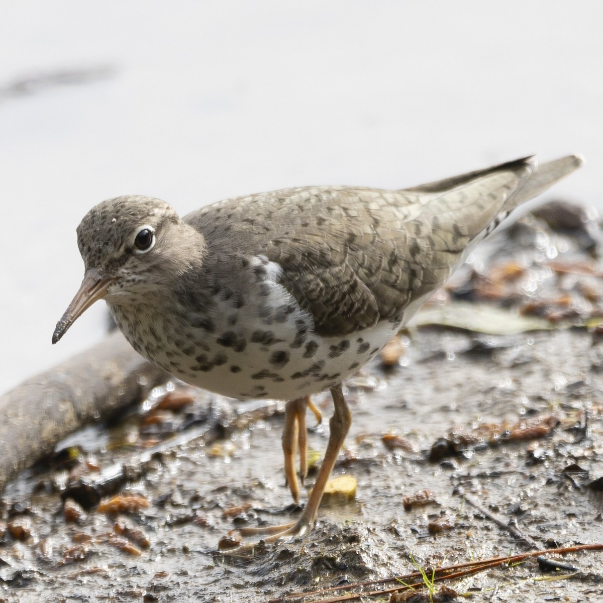 Spotted Sandpiper - ML619996721