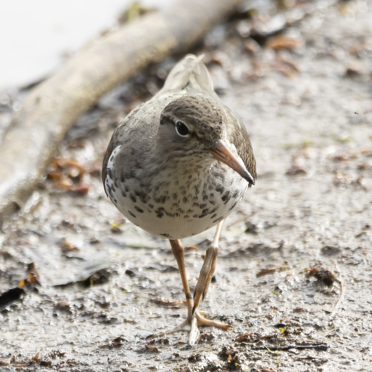 Spotted Sandpiper - ML619996723