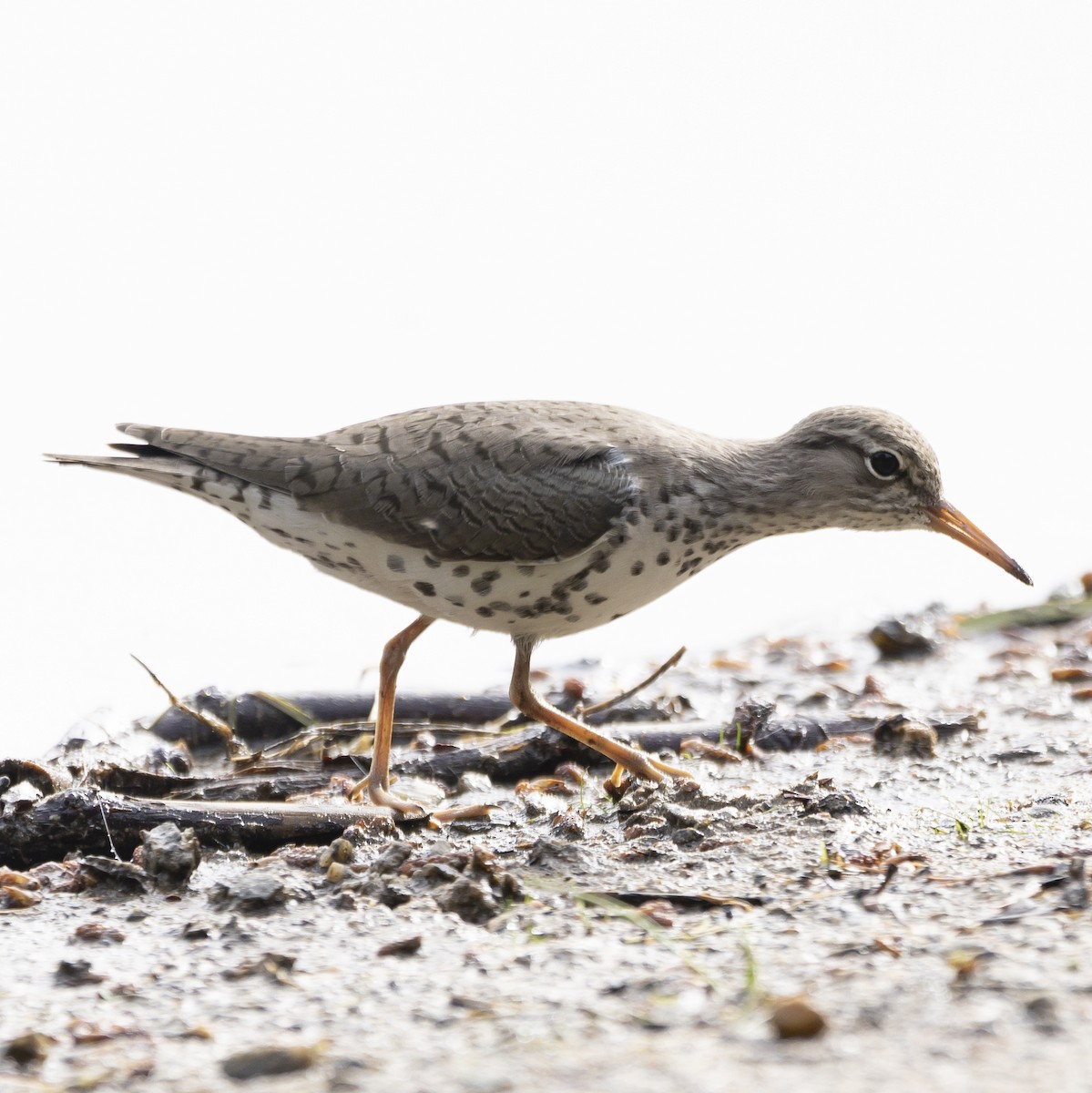 Spotted Sandpiper - ML619996727