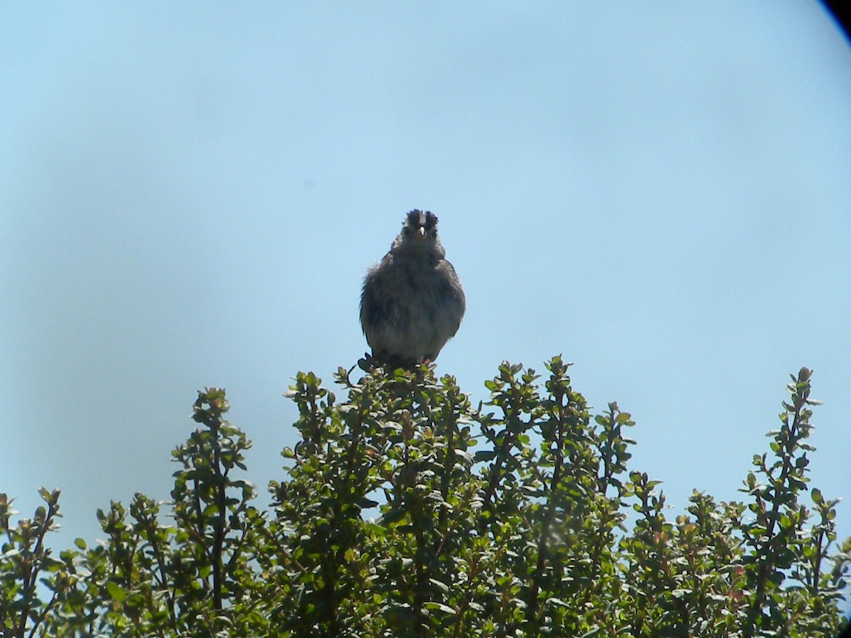 White-crowned Sparrow - ML619996728