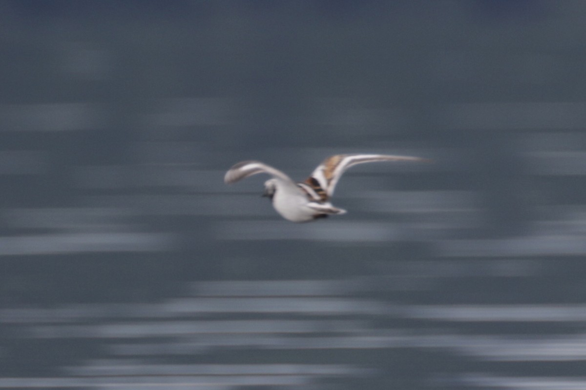 Ruddy Turnstone - ML619996731