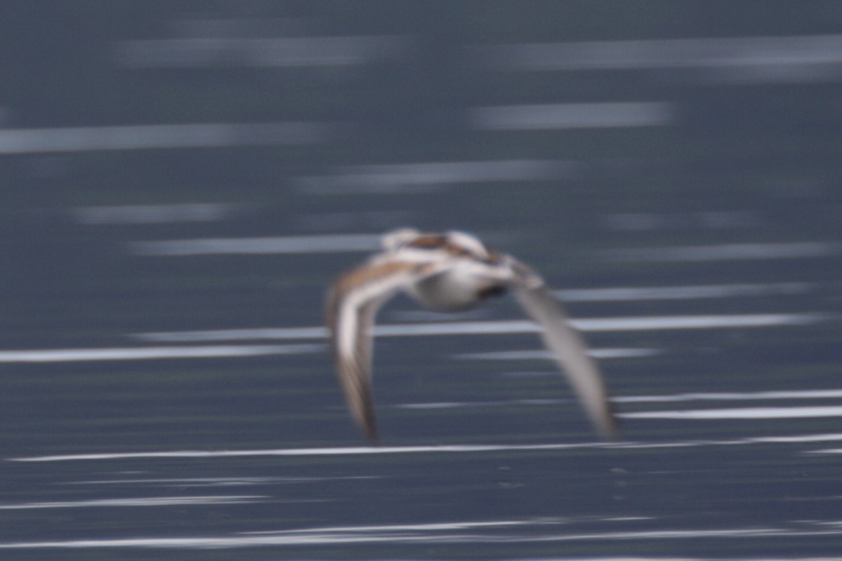 Ruddy Turnstone - ML619996732