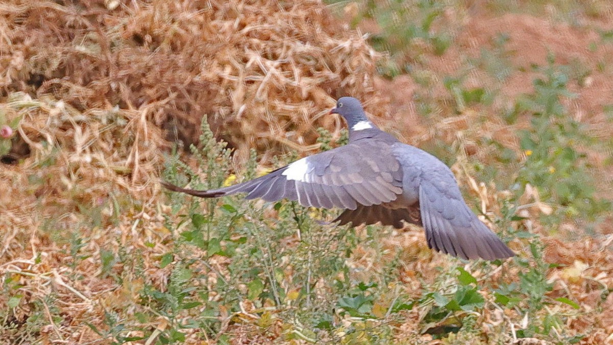 Common Wood-Pigeon - ML619996741