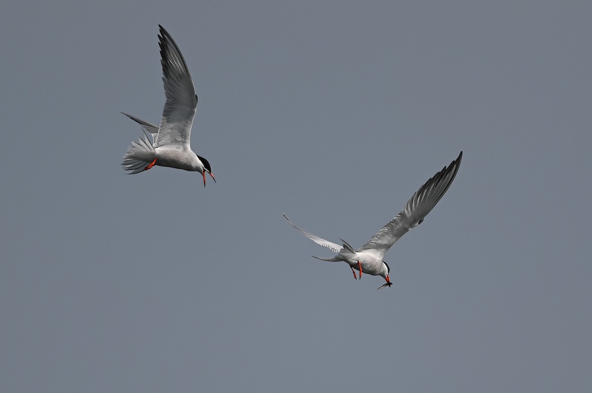 Common Tern (hirundo/tibetana) - ML619996744