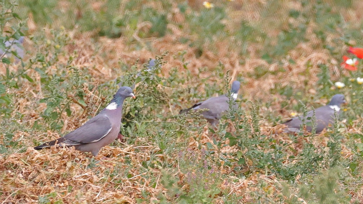 holub hřivnáč - ML619996745