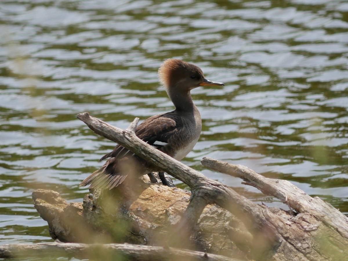 Hooded Merganser - ML619996765