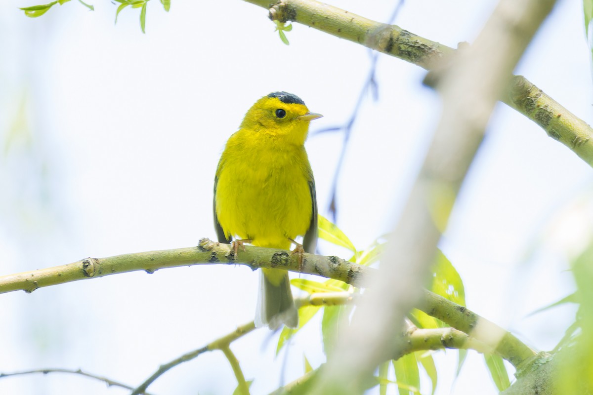 Wilson's Warbler - João Miguel Albuquerque