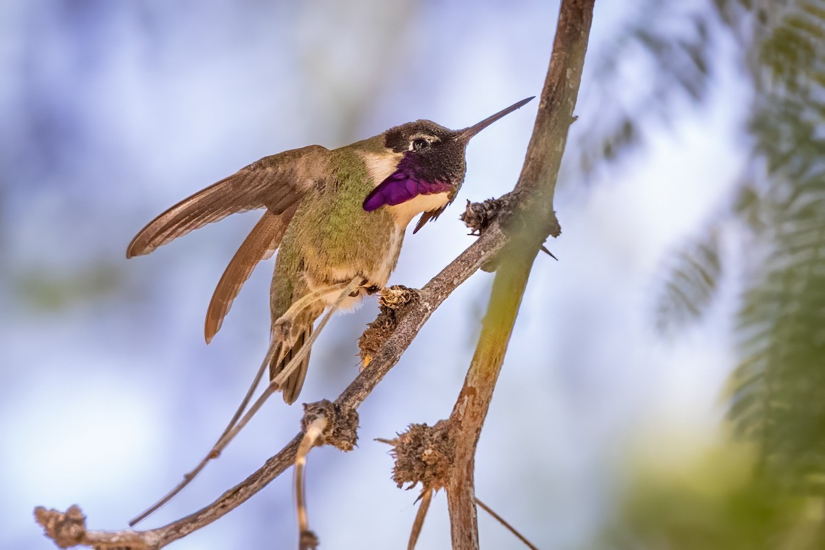 Colibrí de Costa - ML619996791