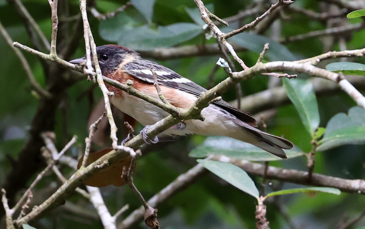 Bay-breasted Warbler - ML619996797