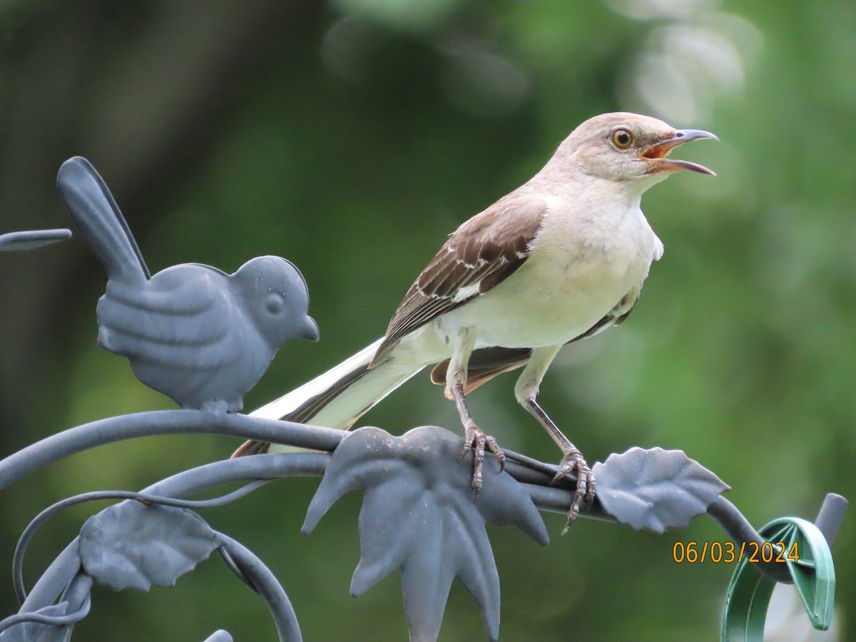 Northern Mockingbird - ML619996811