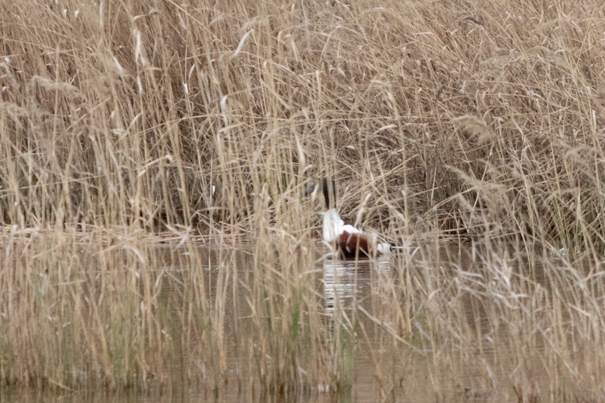 Northern Shoveler - ML619996816