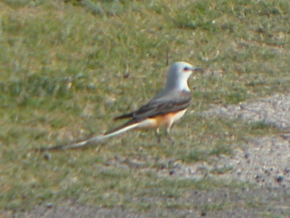 Scissor-tailed Flycatcher - ML619996820