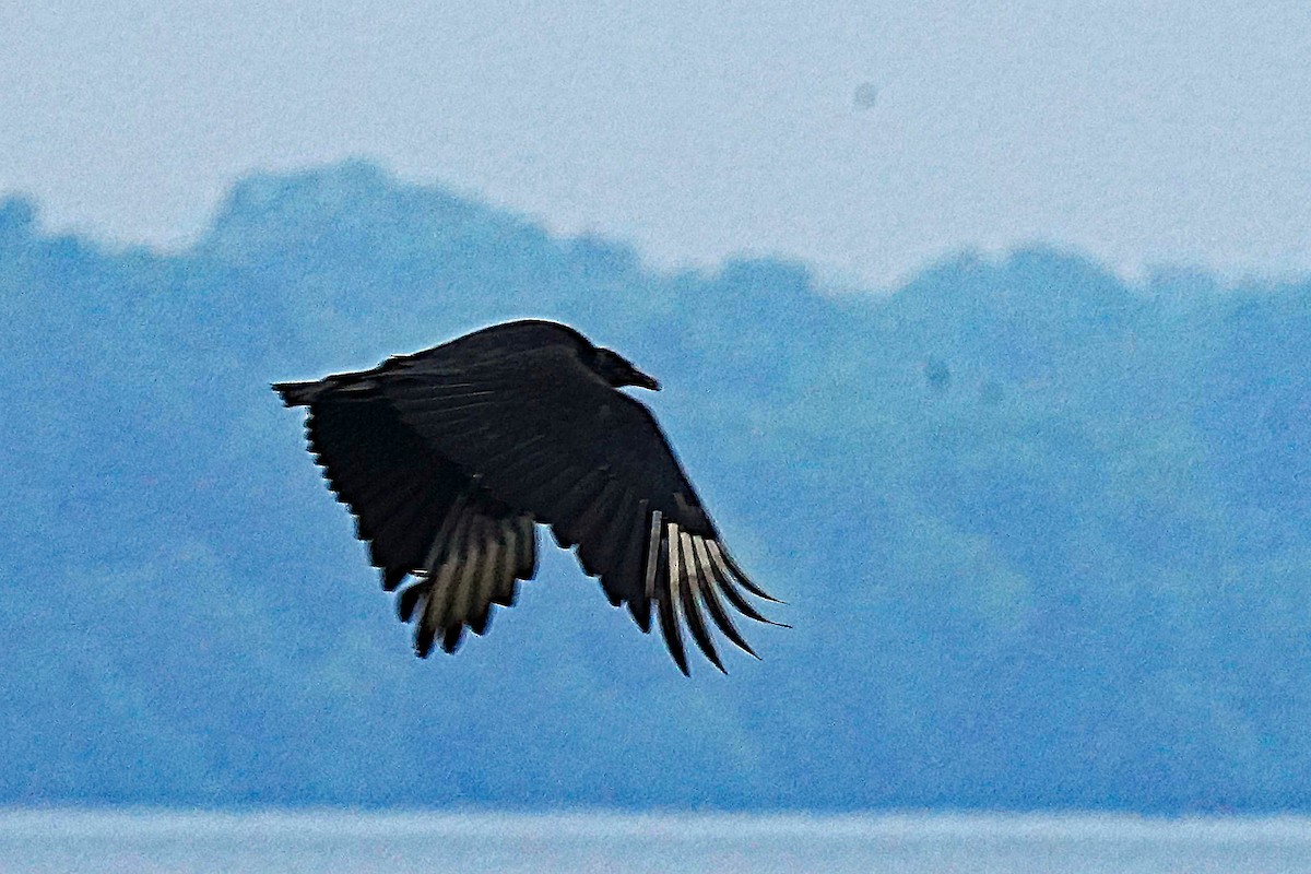 Black Vulture - ML619996841