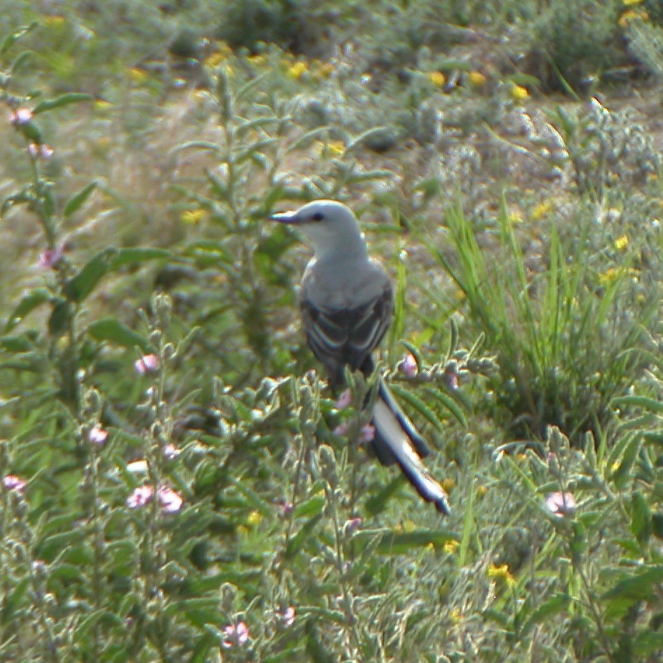 Scissor-tailed Flycatcher - ML619996846