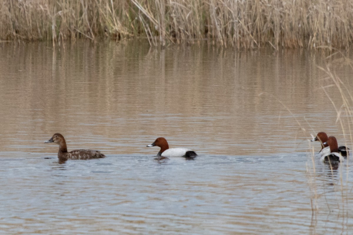 Common Pochard - ML619996849