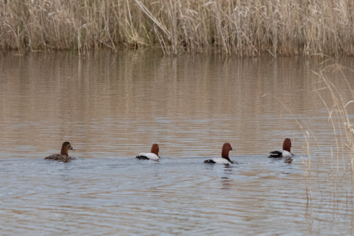 Common Pochard - ML619996850