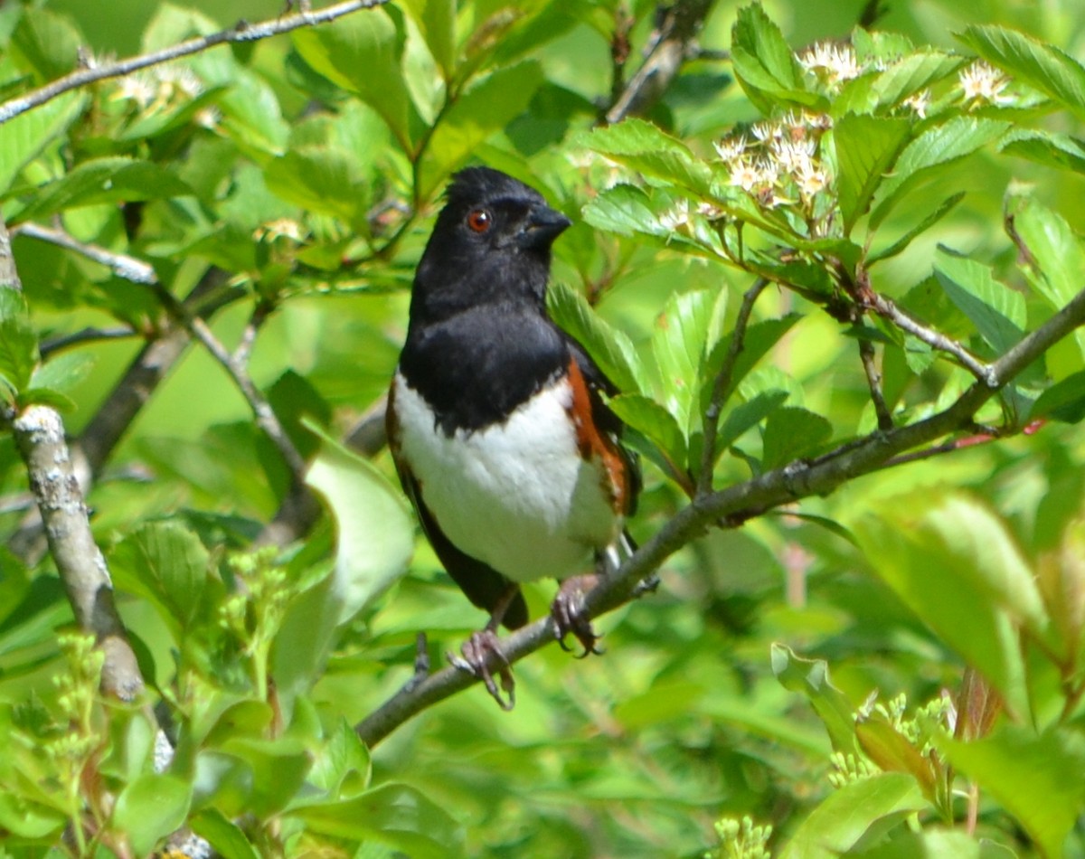 Eastern Towhee - ML619996856