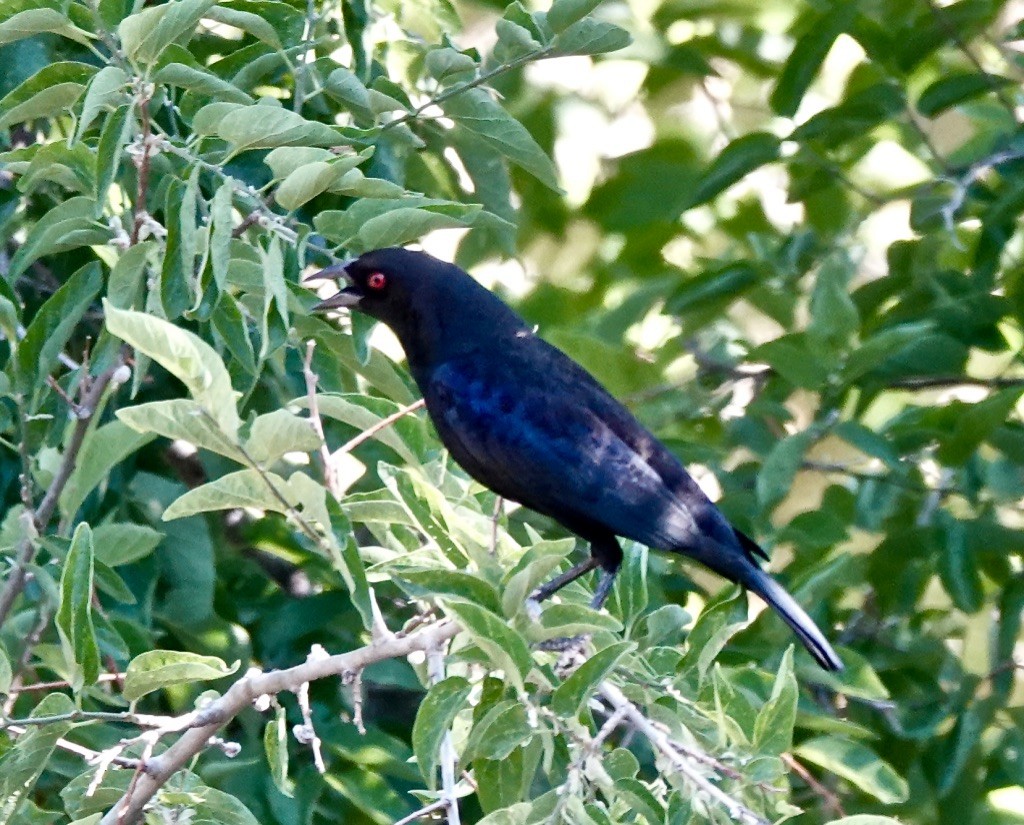 Bronzed Cowbird - ML619996863