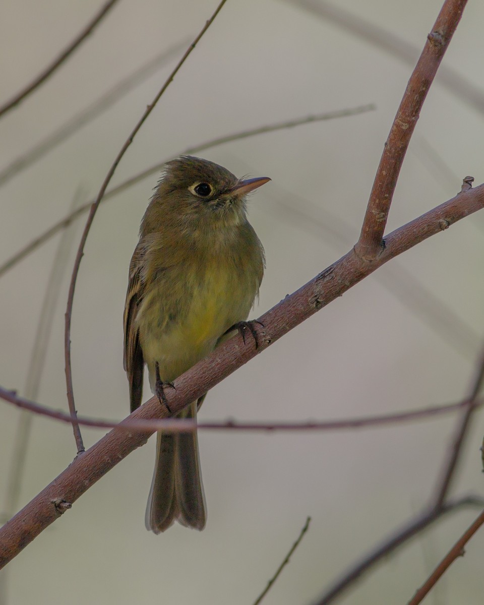 Western Flycatcher (Cordilleran) - ML619996865