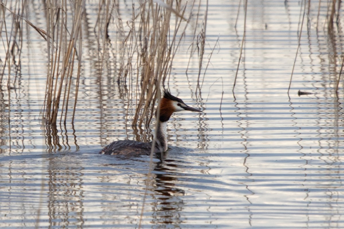 Great Crested Grebe - ML619996868