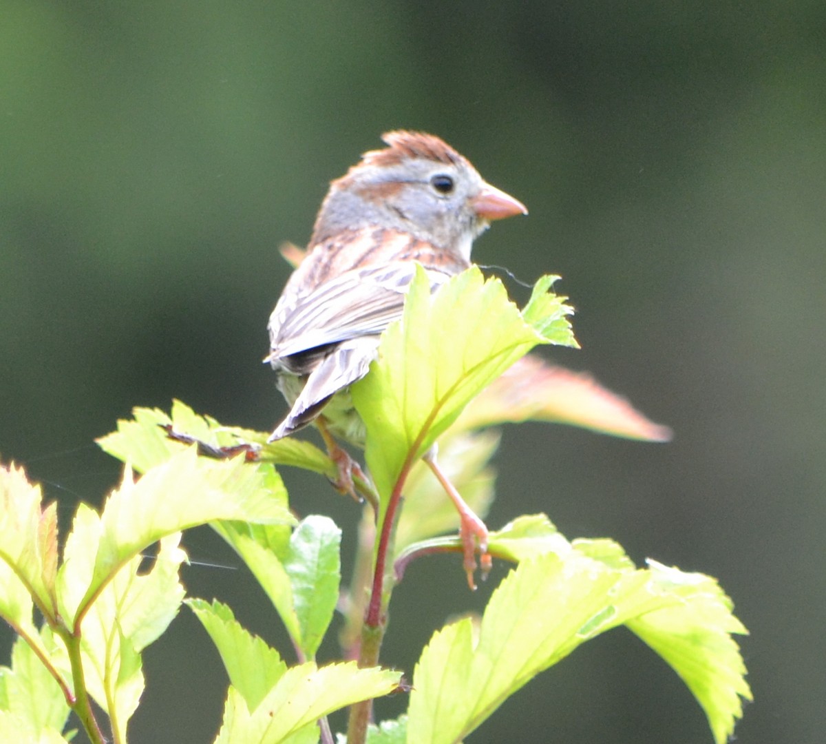 Field Sparrow - ML619996869