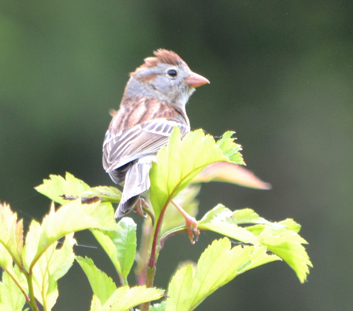 Field Sparrow - ML619996870