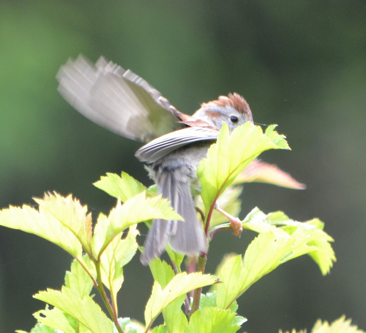 Field Sparrow - ML619996871