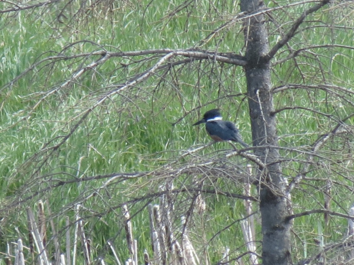 Belted Kingfisher - ML619996872