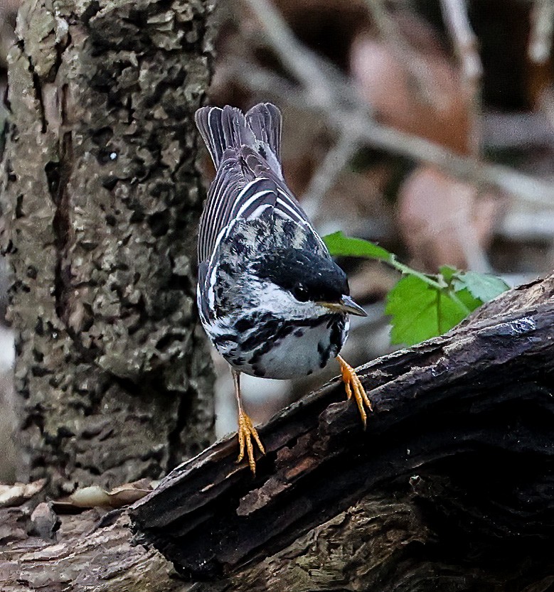 Blackpoll Warbler - ML619996878