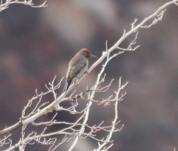 Gilded Flicker - ML619996914