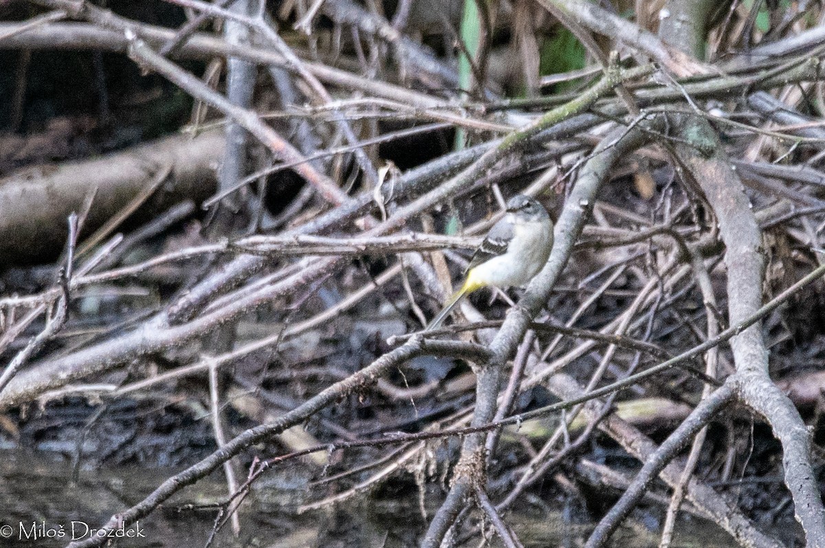 Gray Wagtail - ML619996927