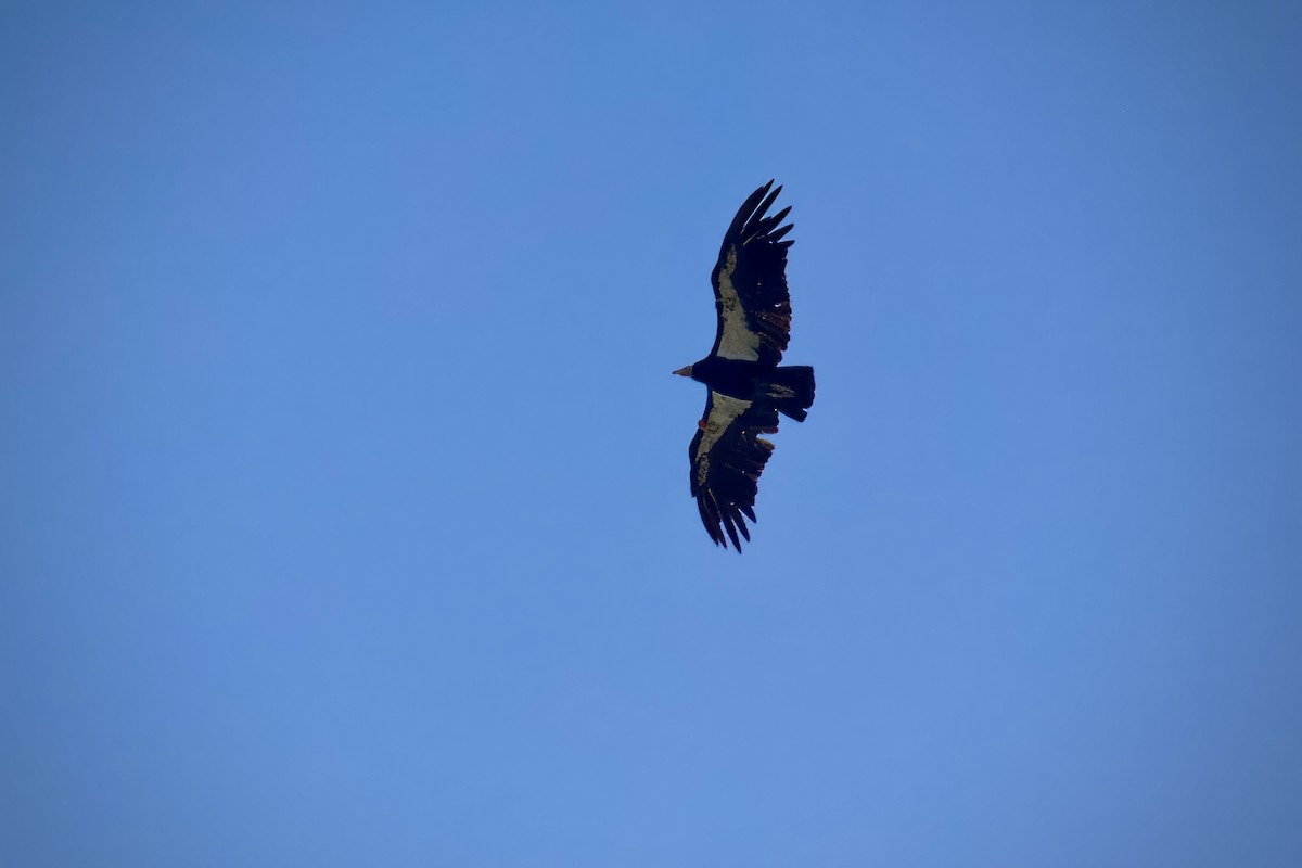 Condor de Californie - ML619996929
