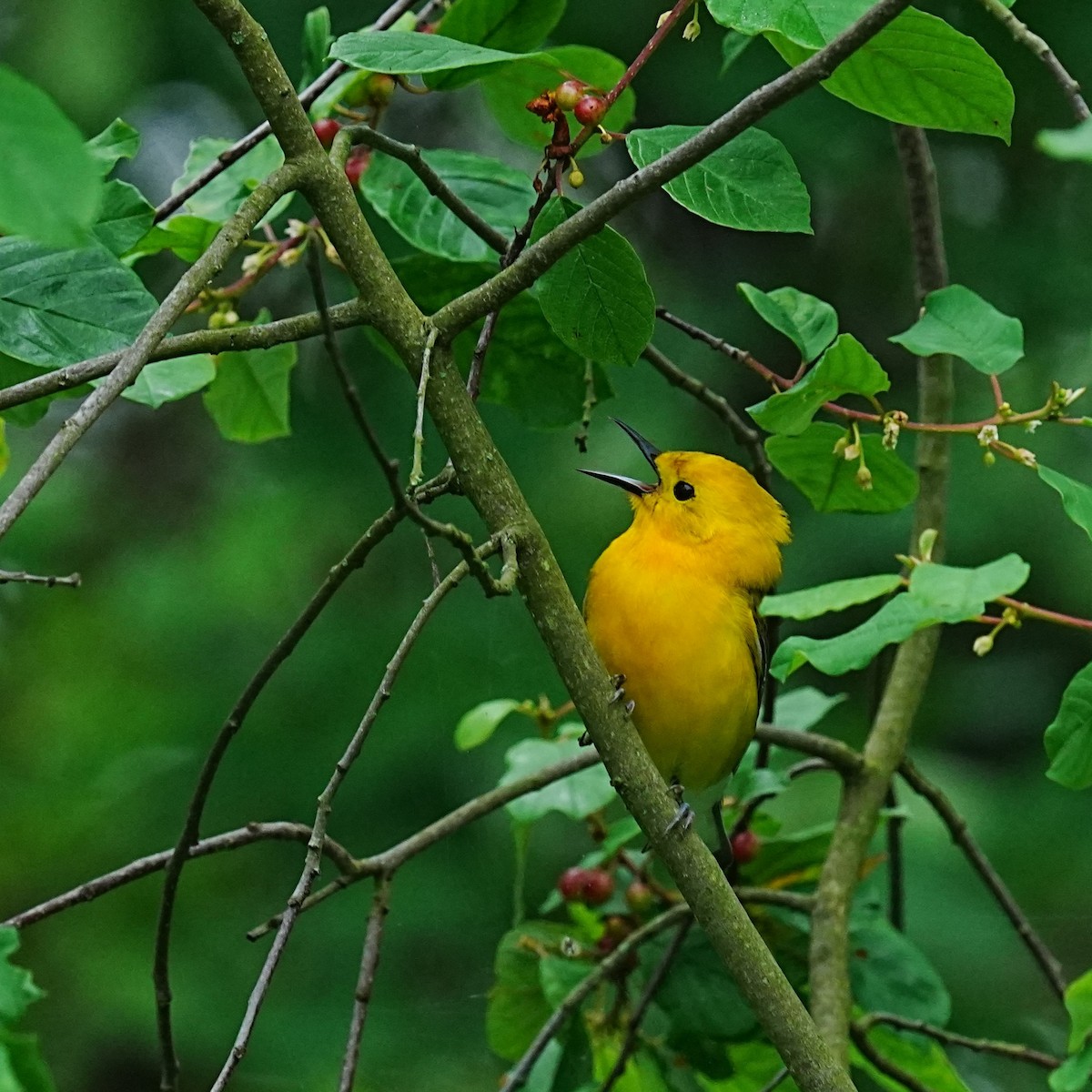 Prothonotary Warbler - ML619996942