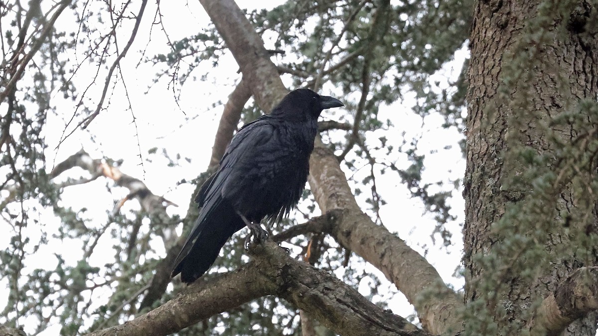 Common Raven - ML619996959