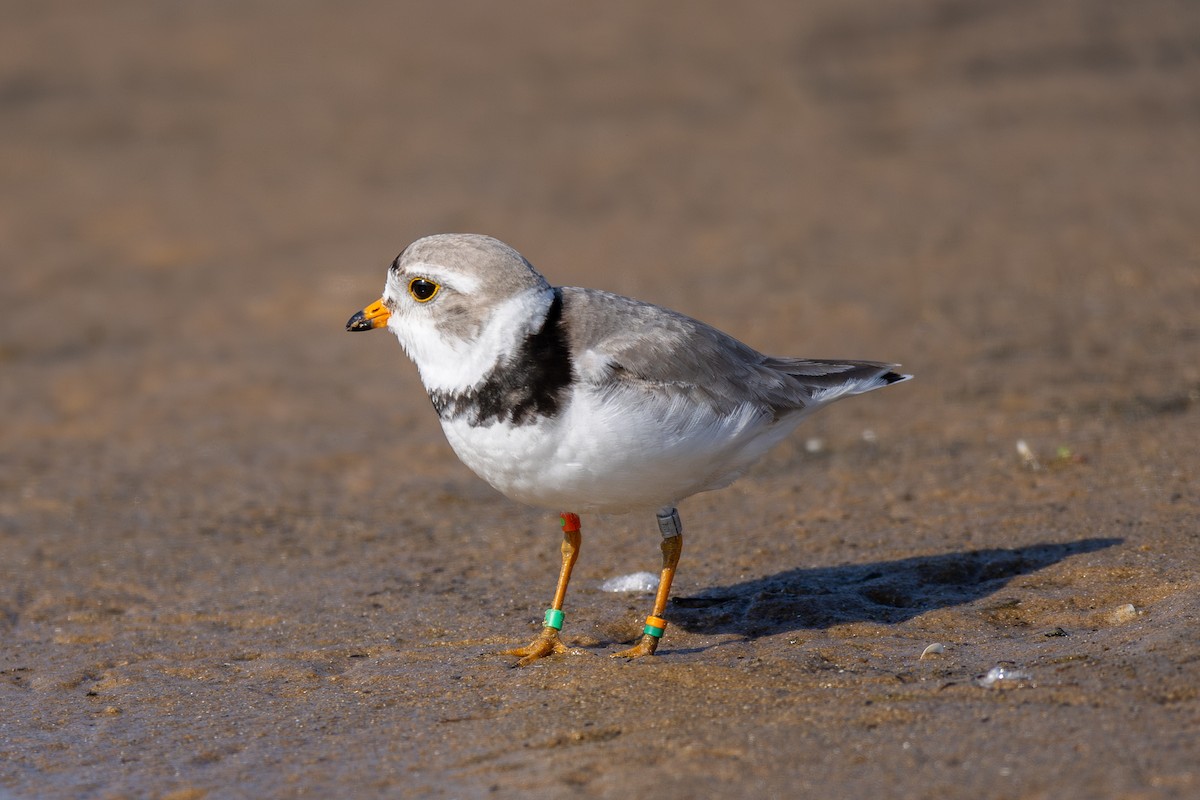Piping Plover - ML619996961