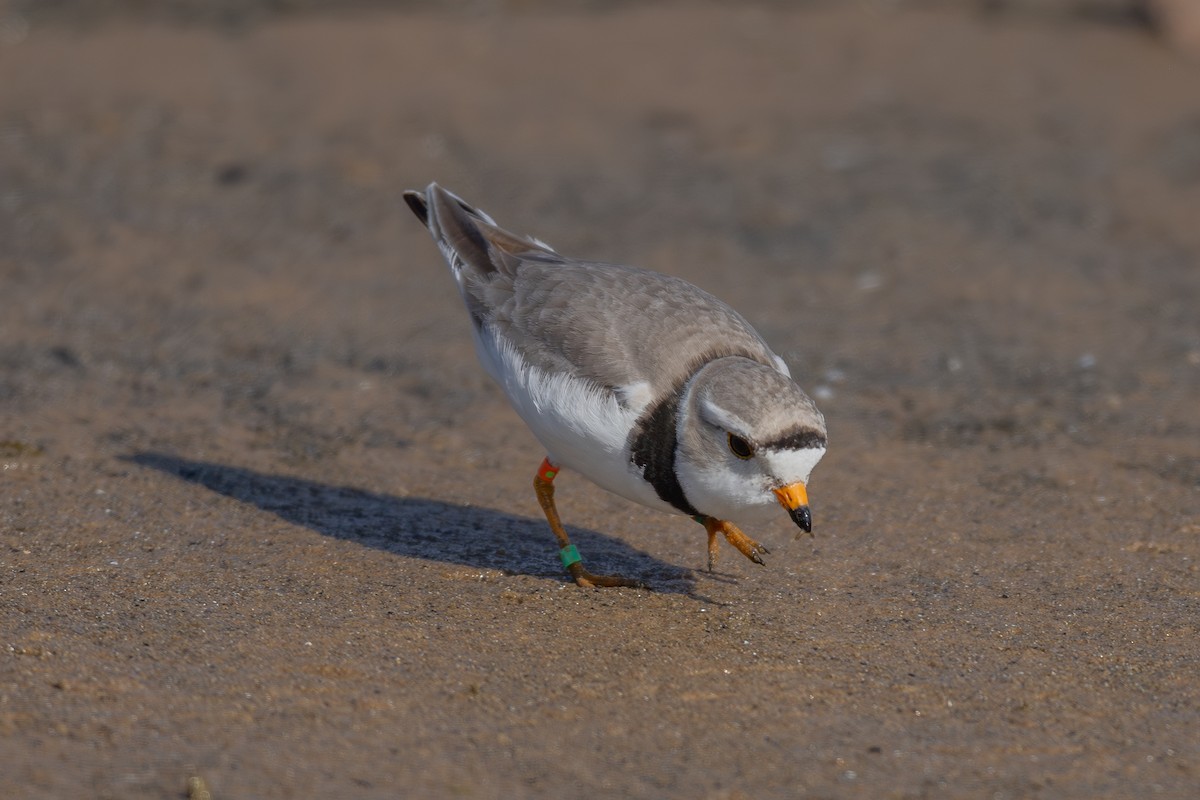 Piping Plover - ML619996962