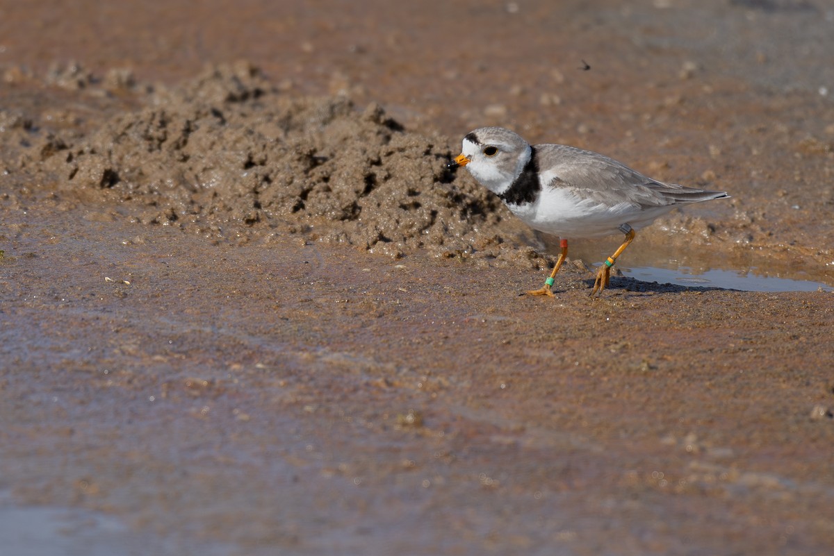 Piping Plover - ML619996963