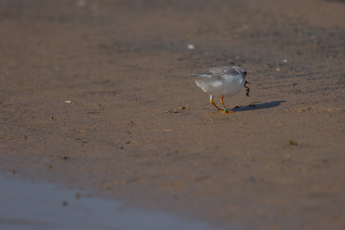 Piping Plover - ML619996964