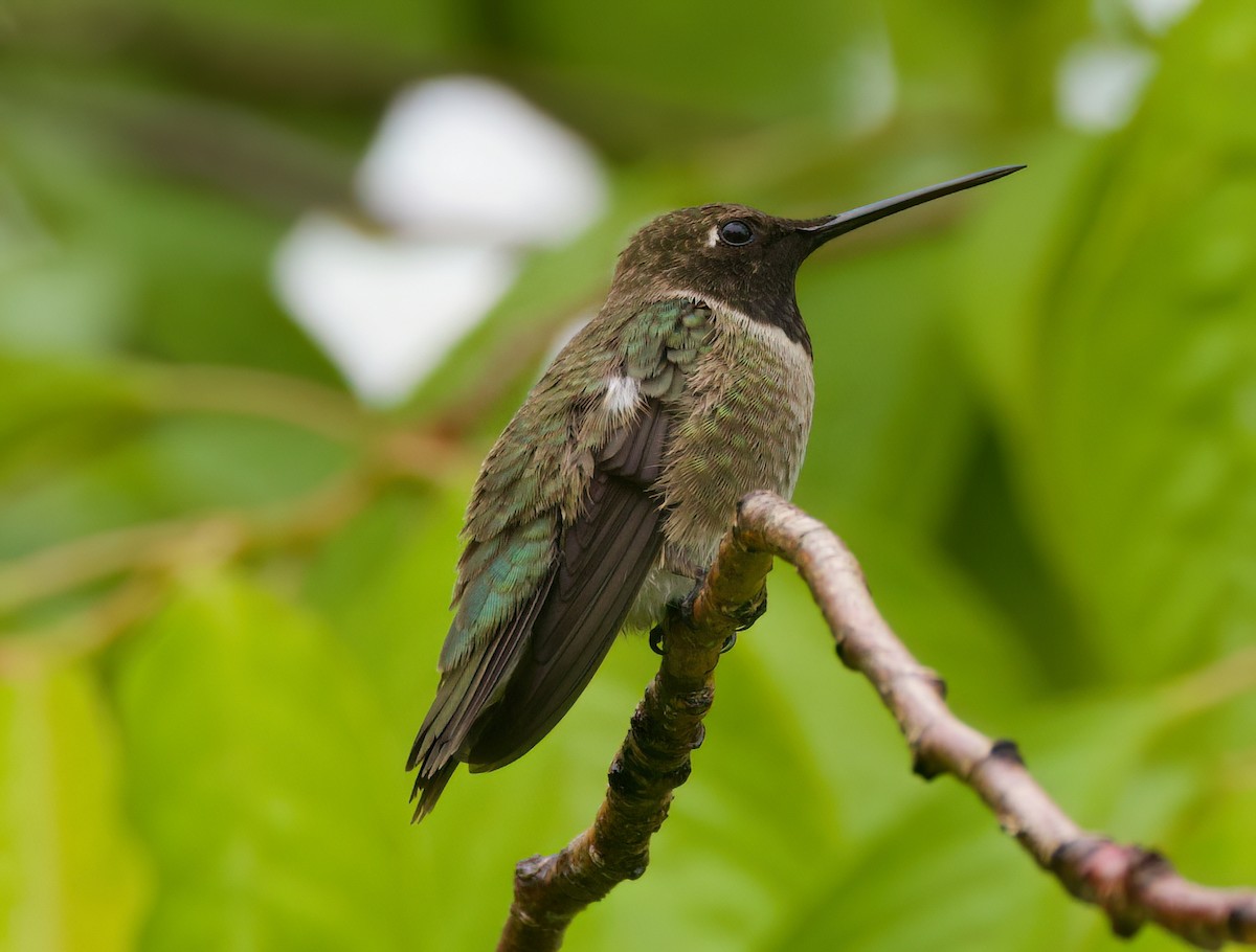 Black-chinned Hummingbird - ML619996965